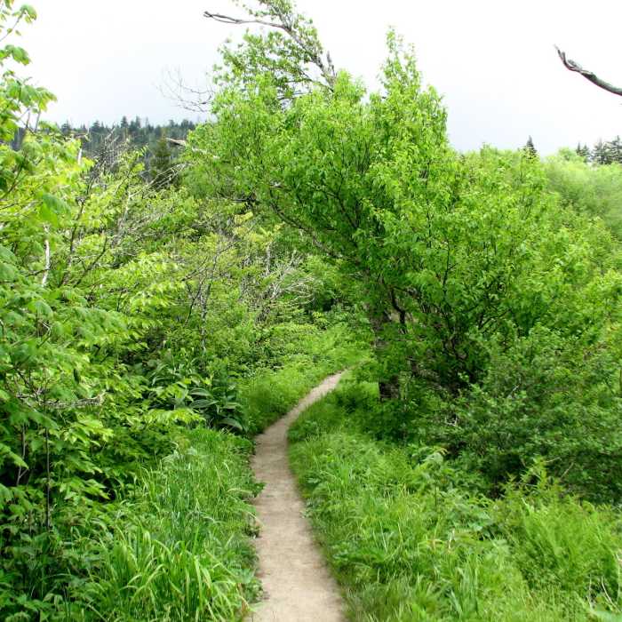 Bunion Trail, Great Smokey National Park. Near Charlies Bunion via Kephart Loop