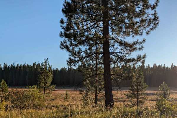 White Deer Lake - FS 41N40