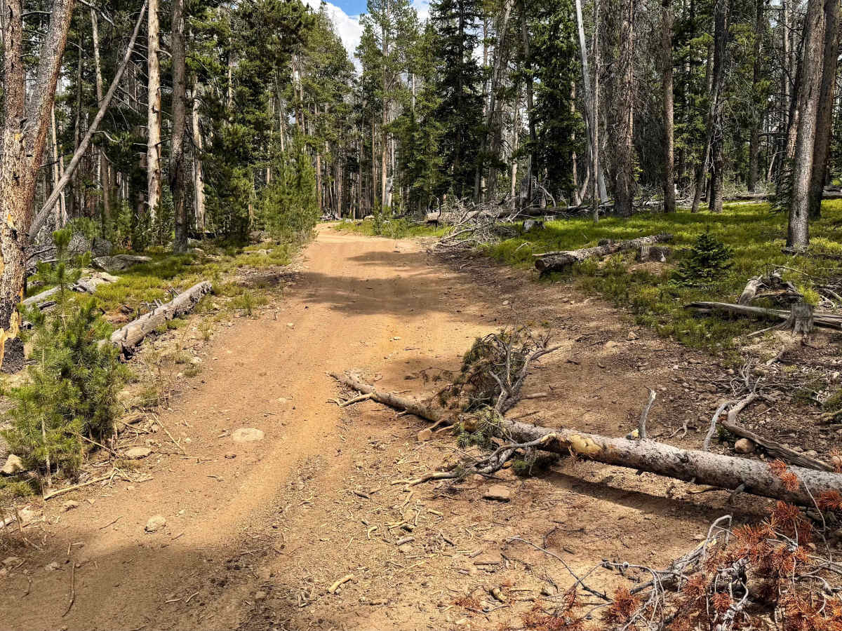 Forest Service Road 318.A photo 5
