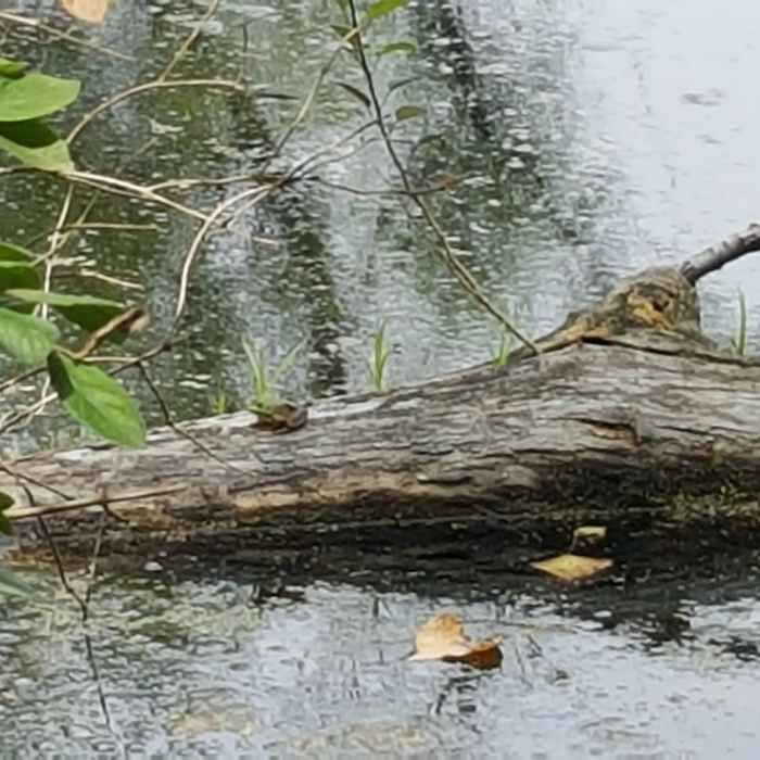 Near Lake Trail
