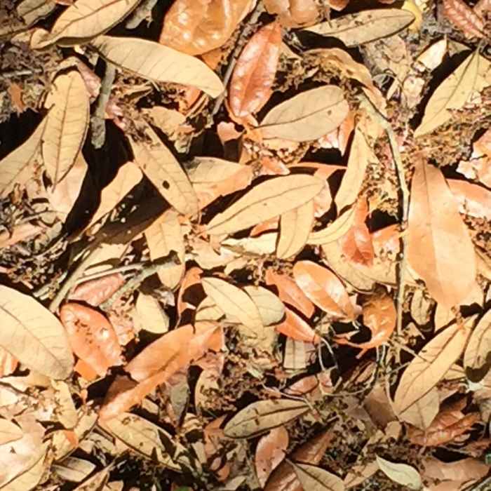 San Felasco Hammock Preserve State Park Near San Felasco Hammock Preserve State Park