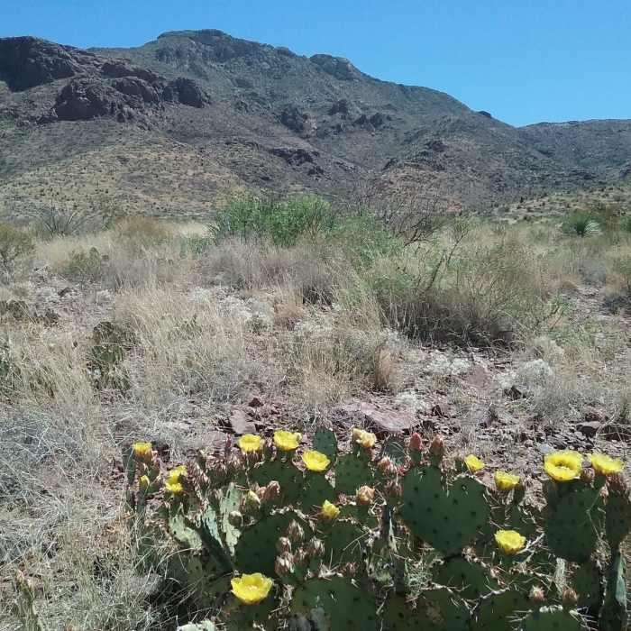 Near Agave Sidetrack