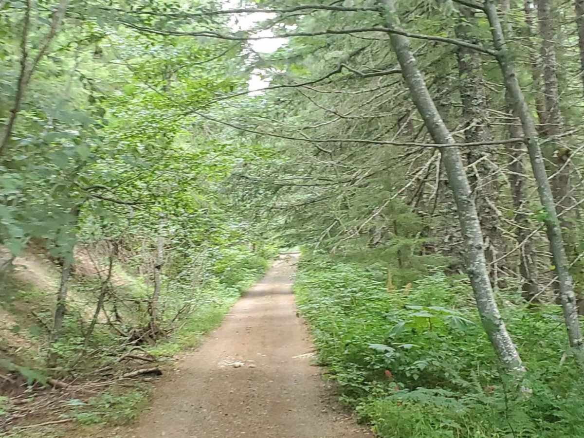 Deep Forest Trail photo 2