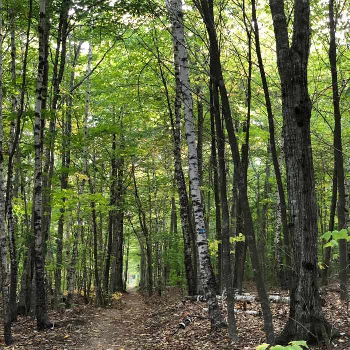 Dorr Mountain Ladder Trail Near Dorr Mountain Ladder Trail Loop