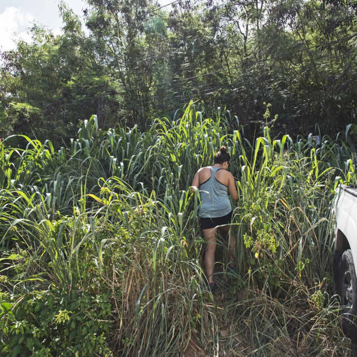 Near Lanikai Pillbox Trail to Ka'Iwa Ridge Near Lanikai Pillbox Trail to Ka'Iwa Ridge