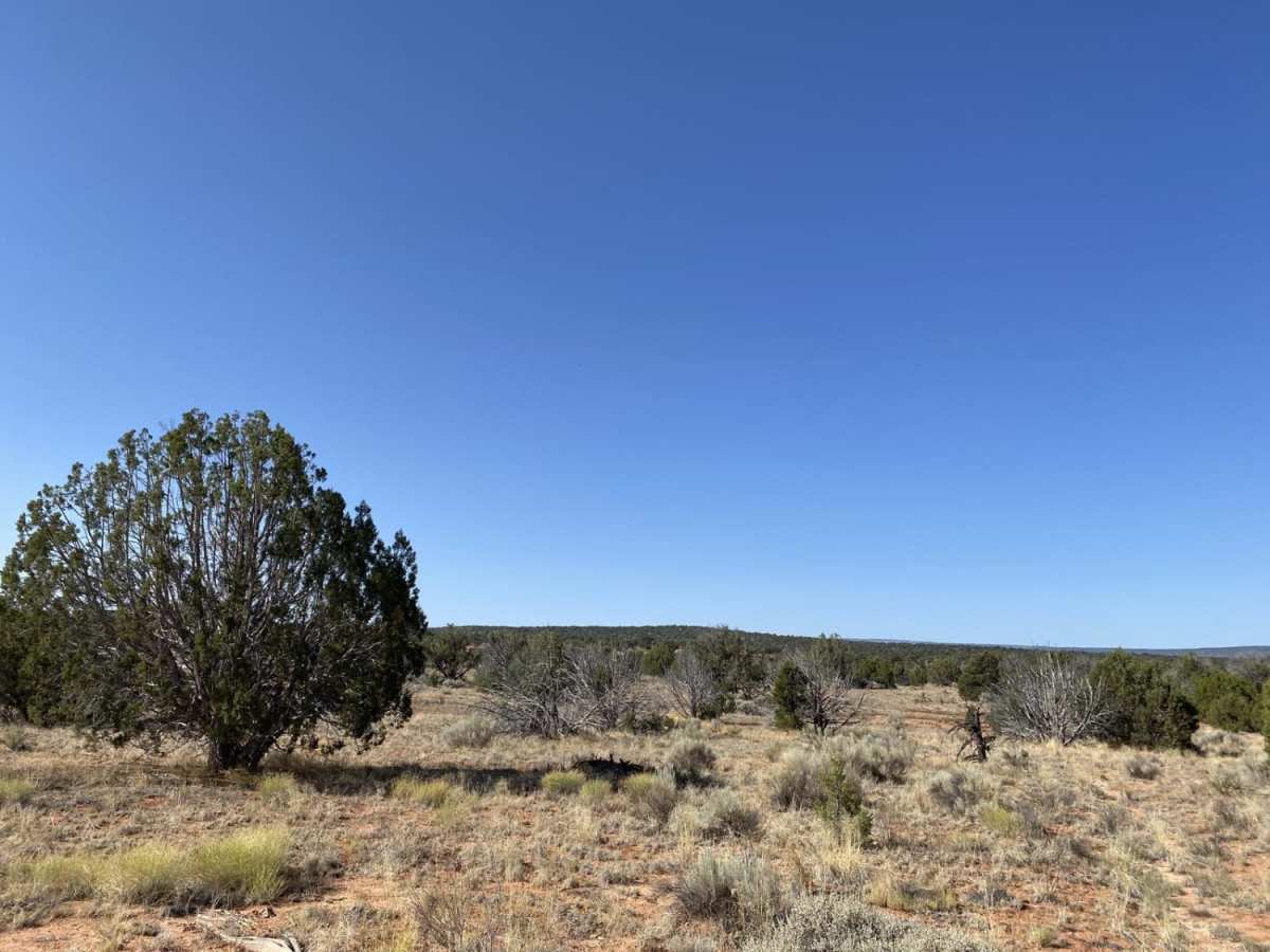 Pine Tree Road photo 5