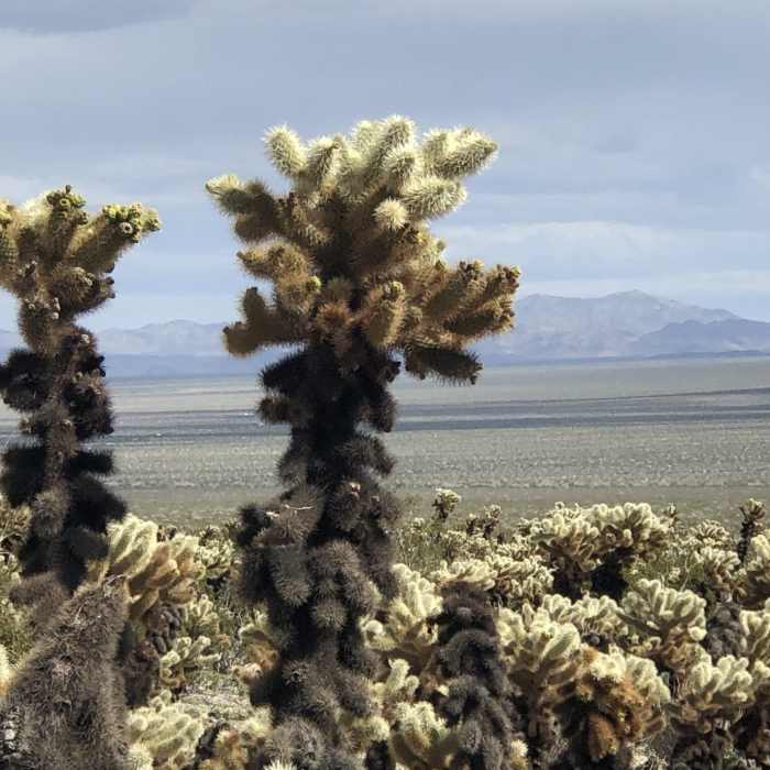 Near Cholla Cactus Garden Trail