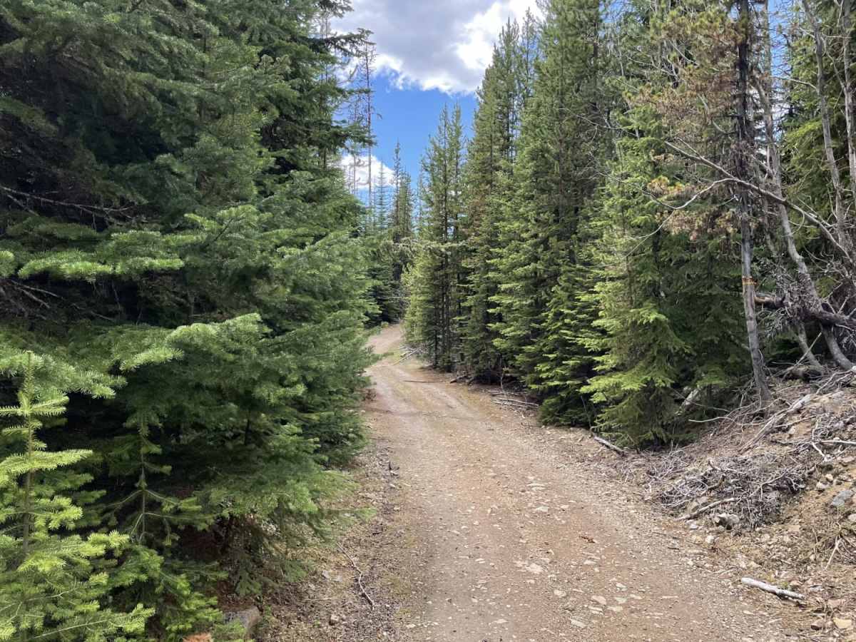 Greenstone Mtn Lookout to Tunkwa Lake Rd photo 3