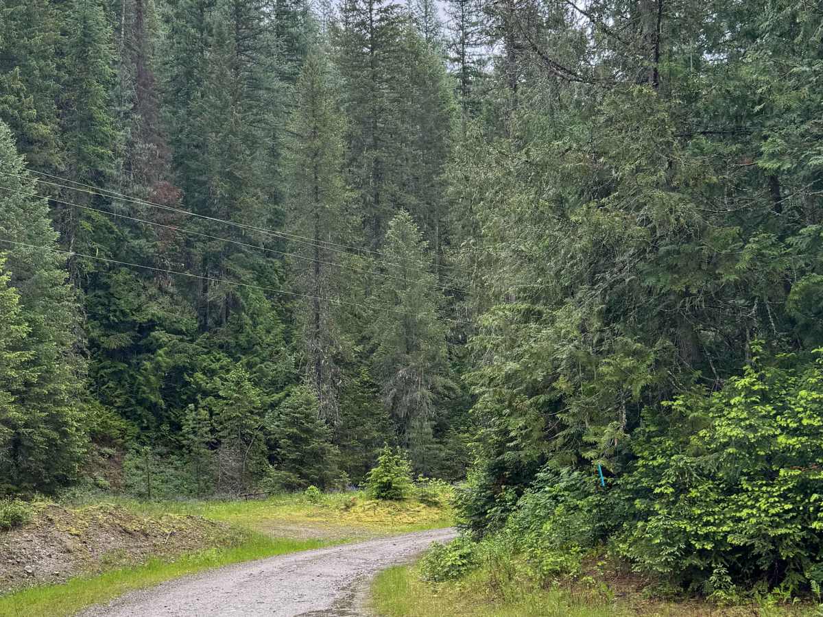 Hazard Creek - FS 502 trail photo