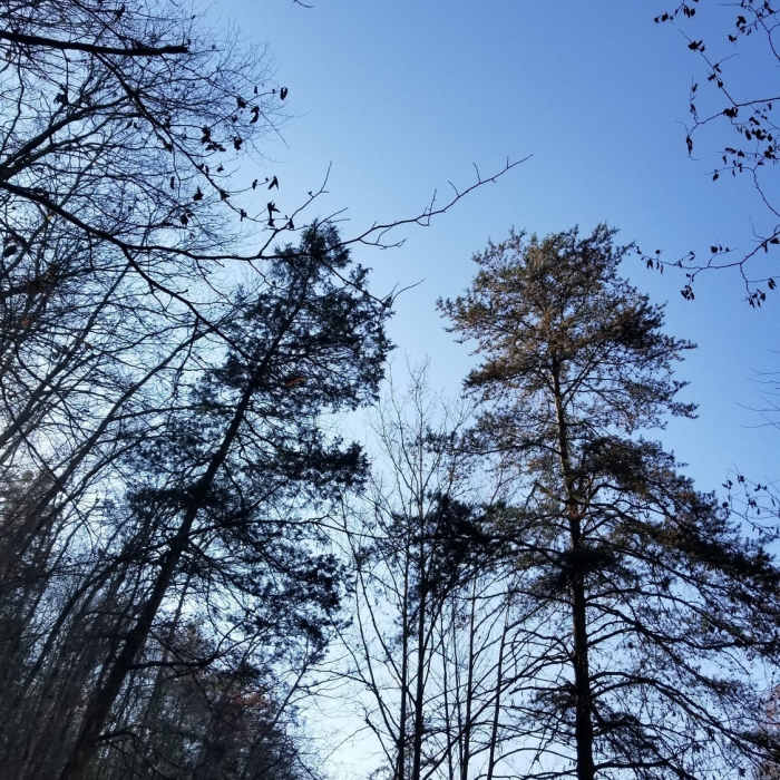 Scenery Near Steele Creek 8+ mile Moderate Loop