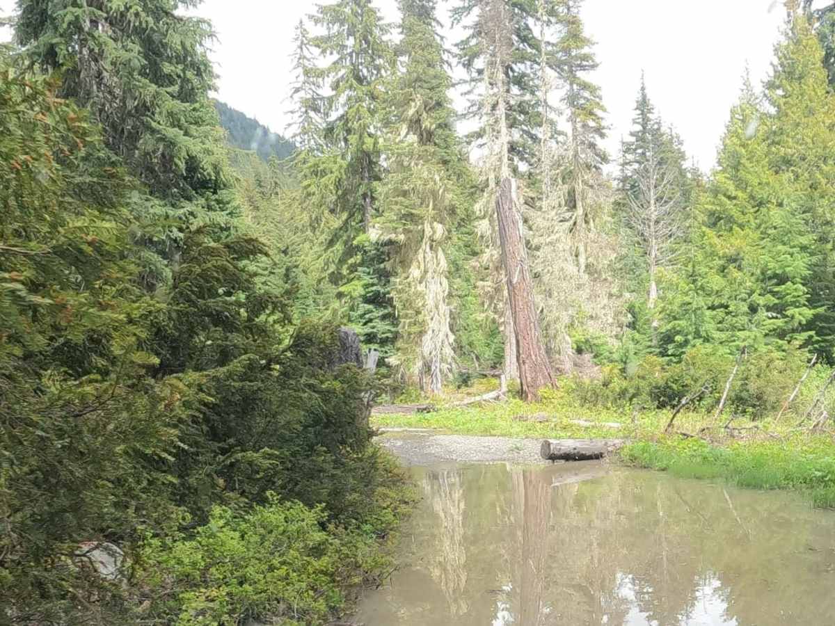 Fortune Creek 4WD Trail - NF301 - Lower Section photo 3