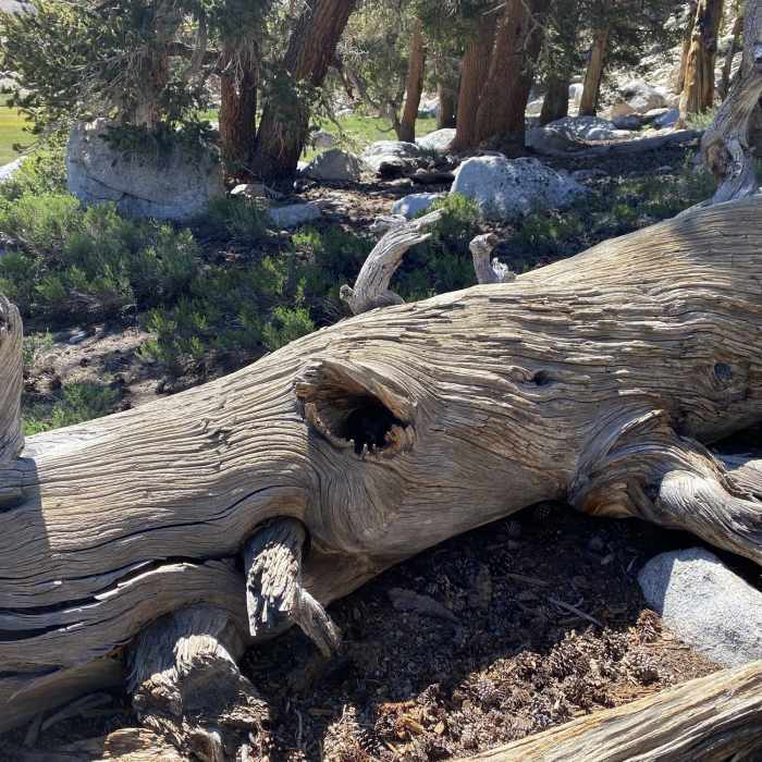 Near Cirque Lake via South Fork Cottonwood Creek