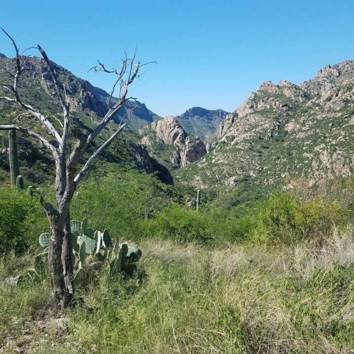 Up and into the entrance to Sabino Canyon a few miles before the pavement Near Sabino Canyon Trail #23