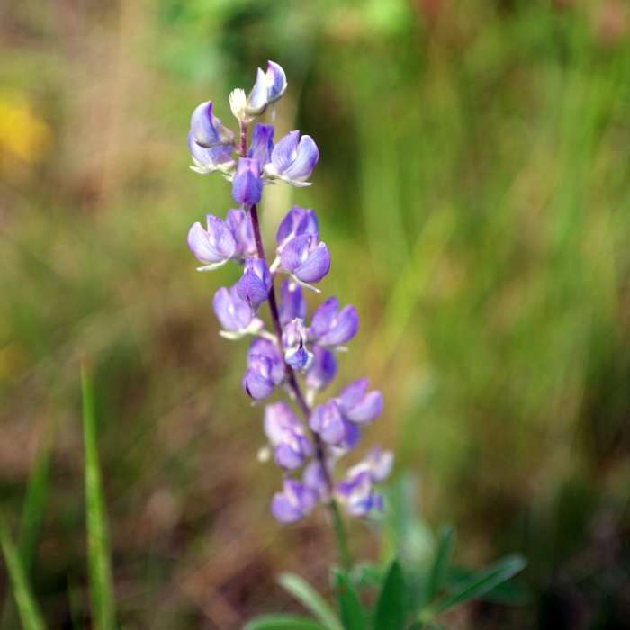 Near Pole Canyon Trail
