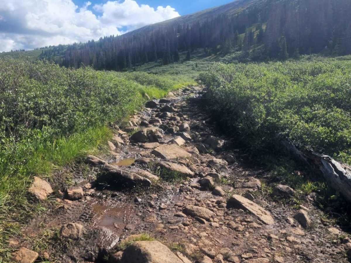 Williams Pass Trail photo 2