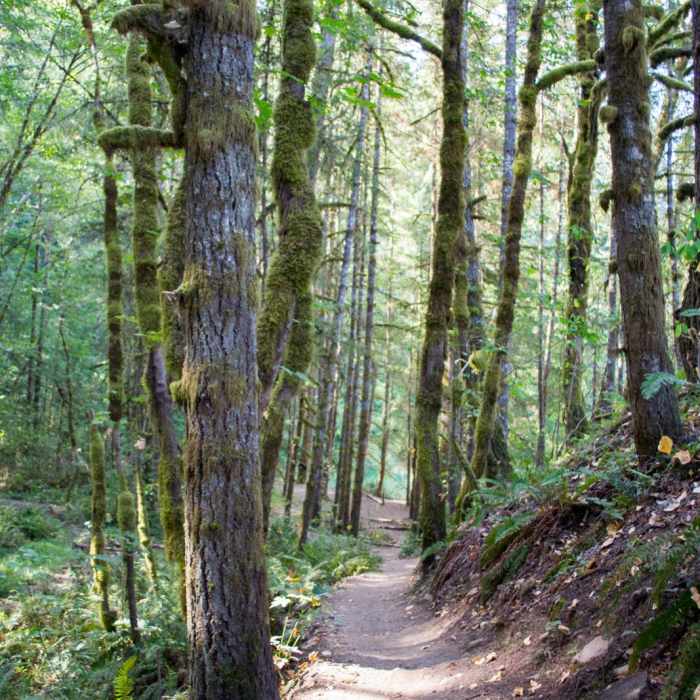 Near Goodman Creek Trail