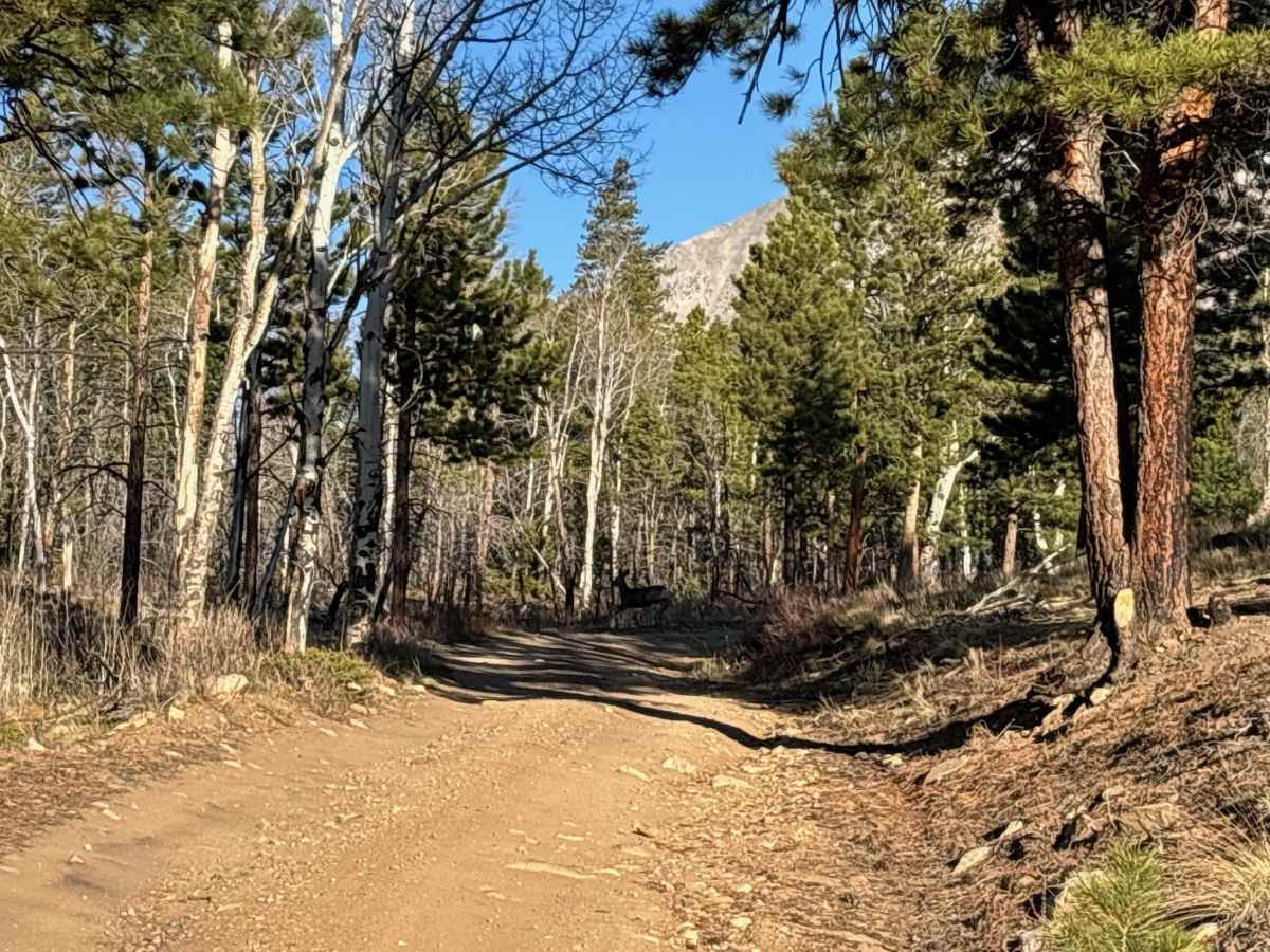 Mount Shavano - Aspen Cutoff photo 3