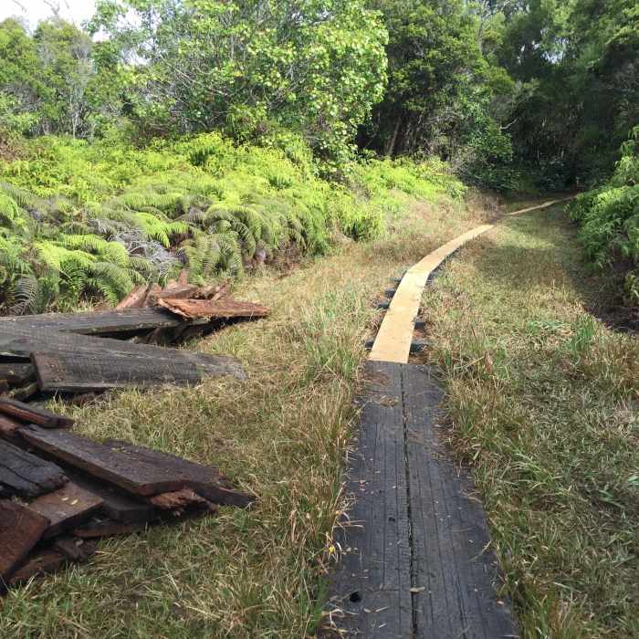 Old and new boardwalk in the swamp. Near Alakai Swamp Out and Back
