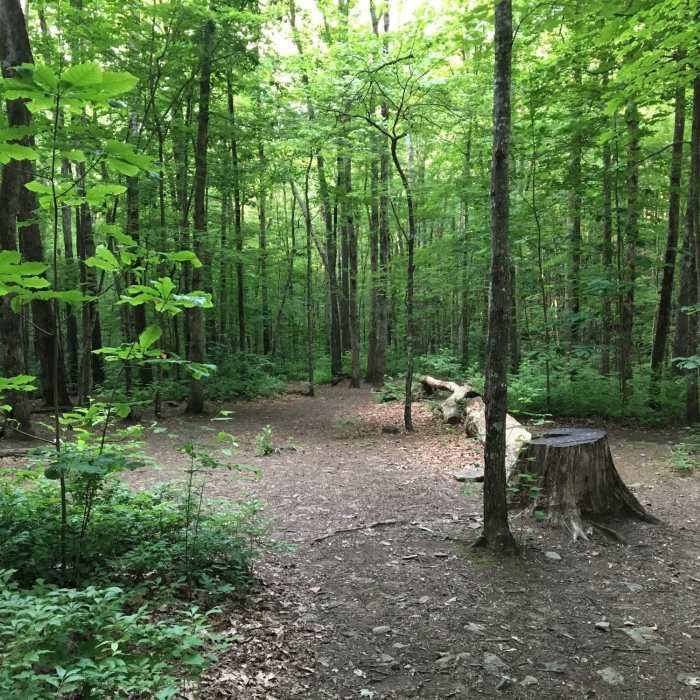 Campsite 95 on 06/11/16 Near Wolf Ridge Trail