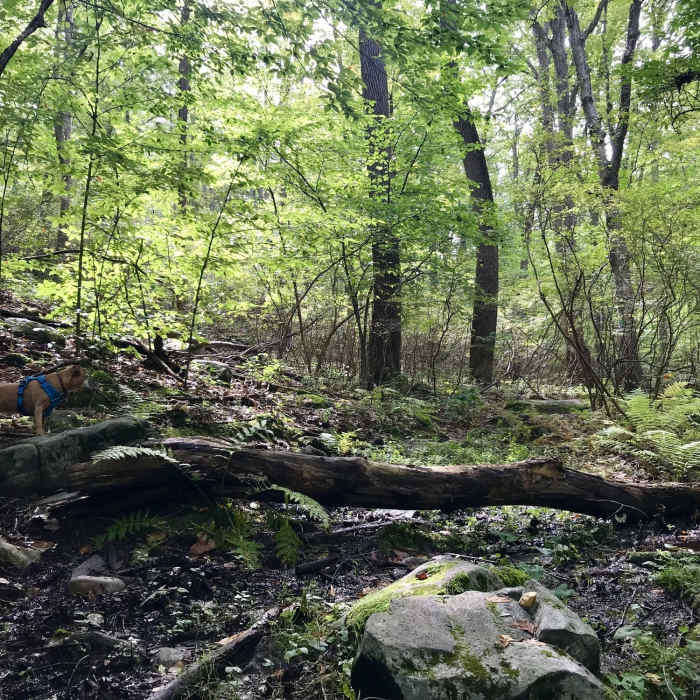 James taking a break on Long Path: Section 6 Near Stockbridge Mountain