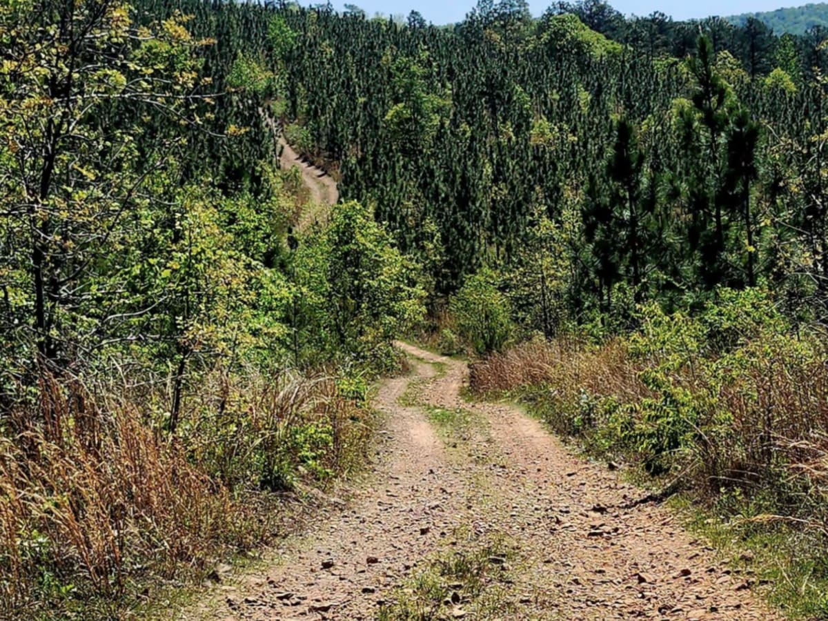 Alexander Ridge Trail photo 5