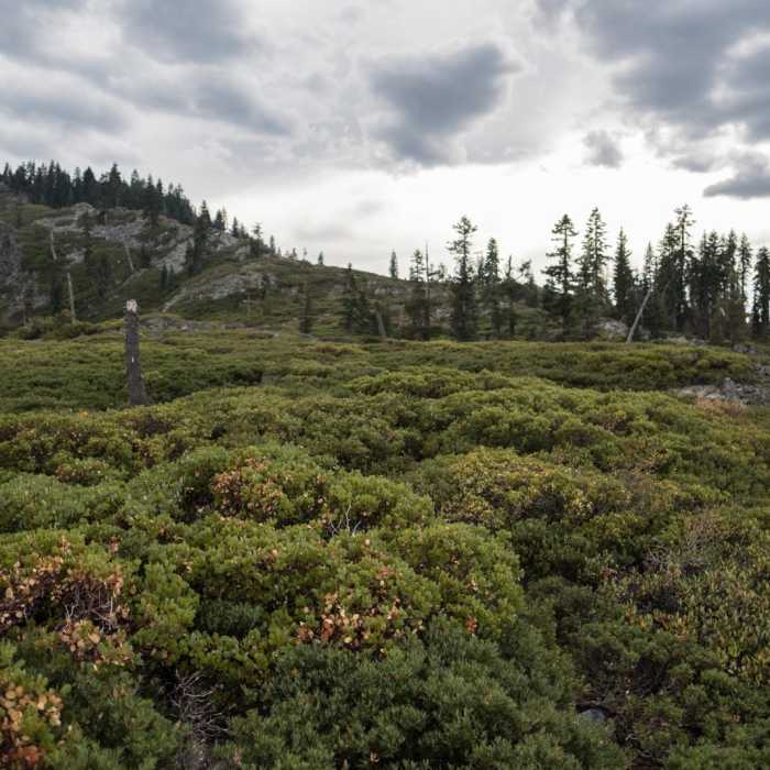Near Castle Lake Overlook