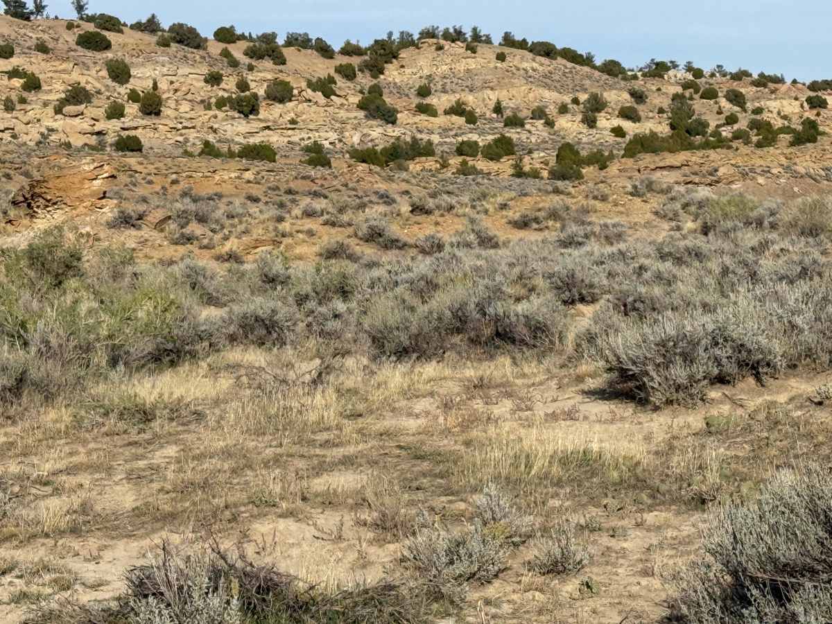 Bobcat - Upper photo 4