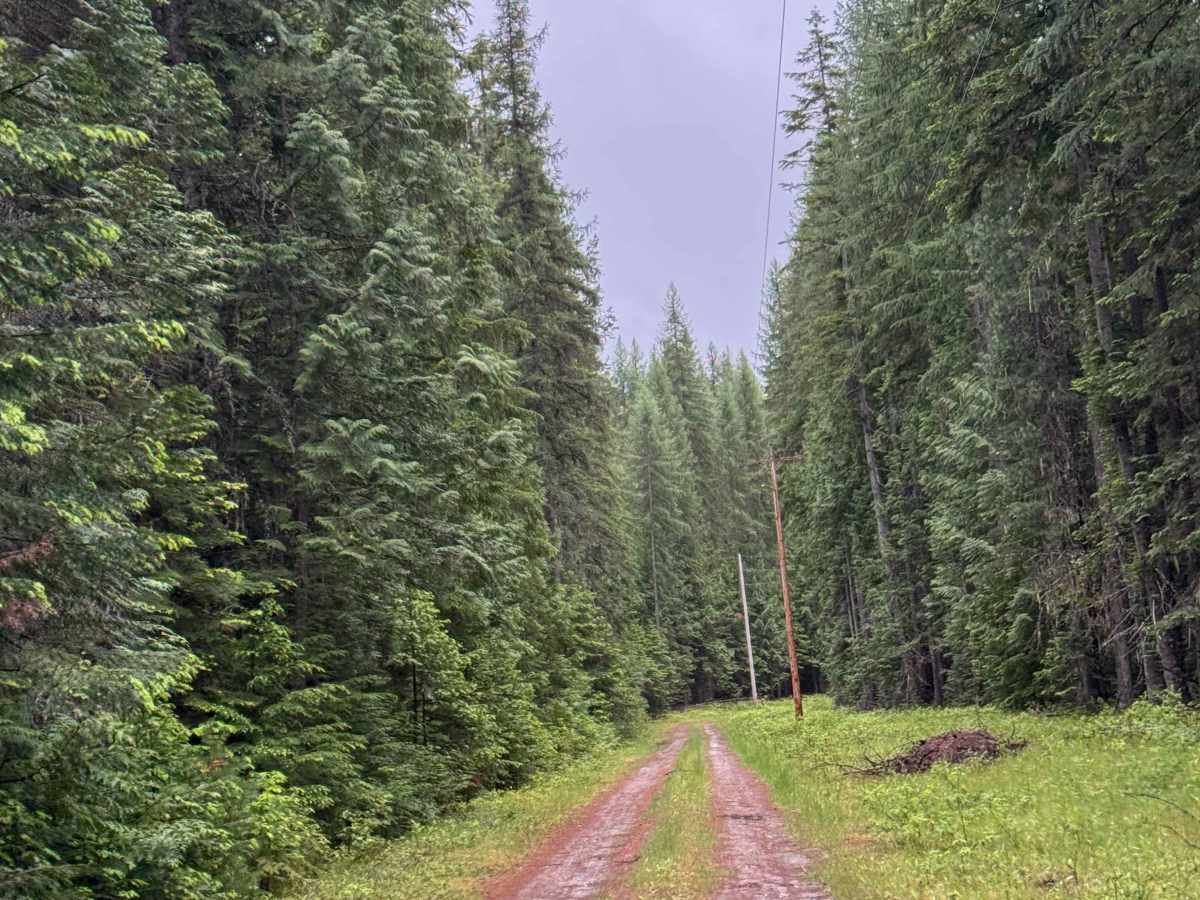 Hazard Creek - FS 502 photo 4