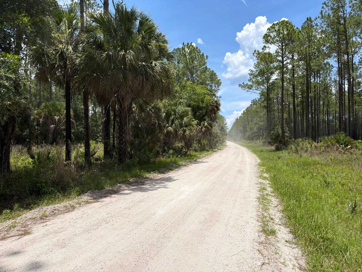 St Johns River Road photo 4