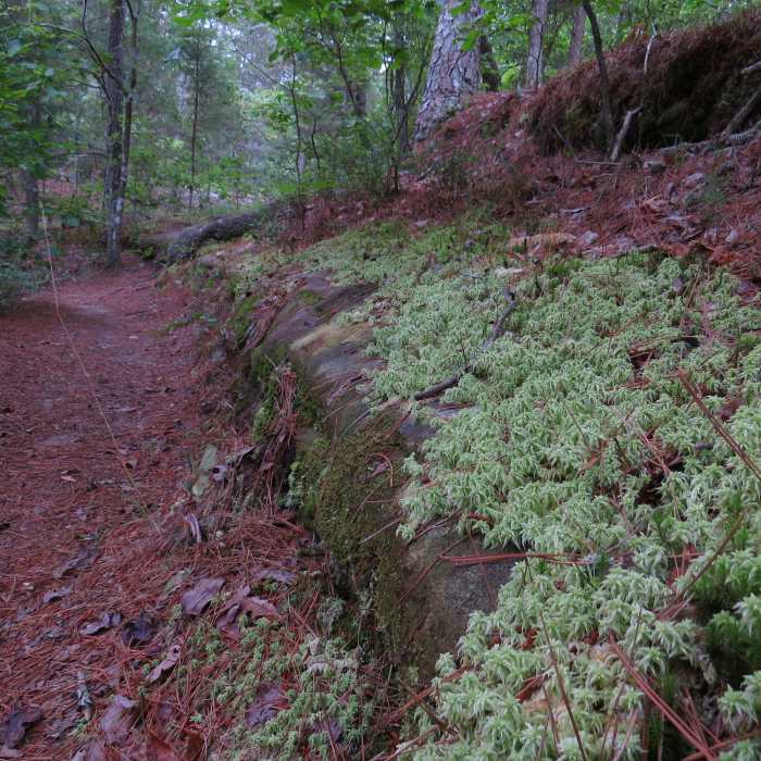 Trail along small creek. Near Whispering Pine - North and South