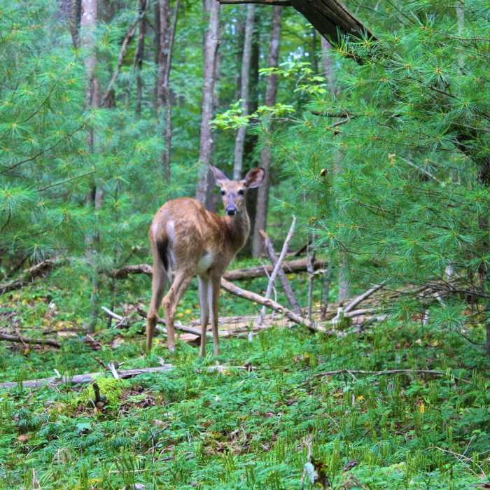 Near Long Point Trail