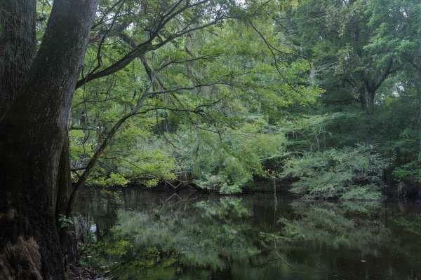 Collard Patch Lake Access