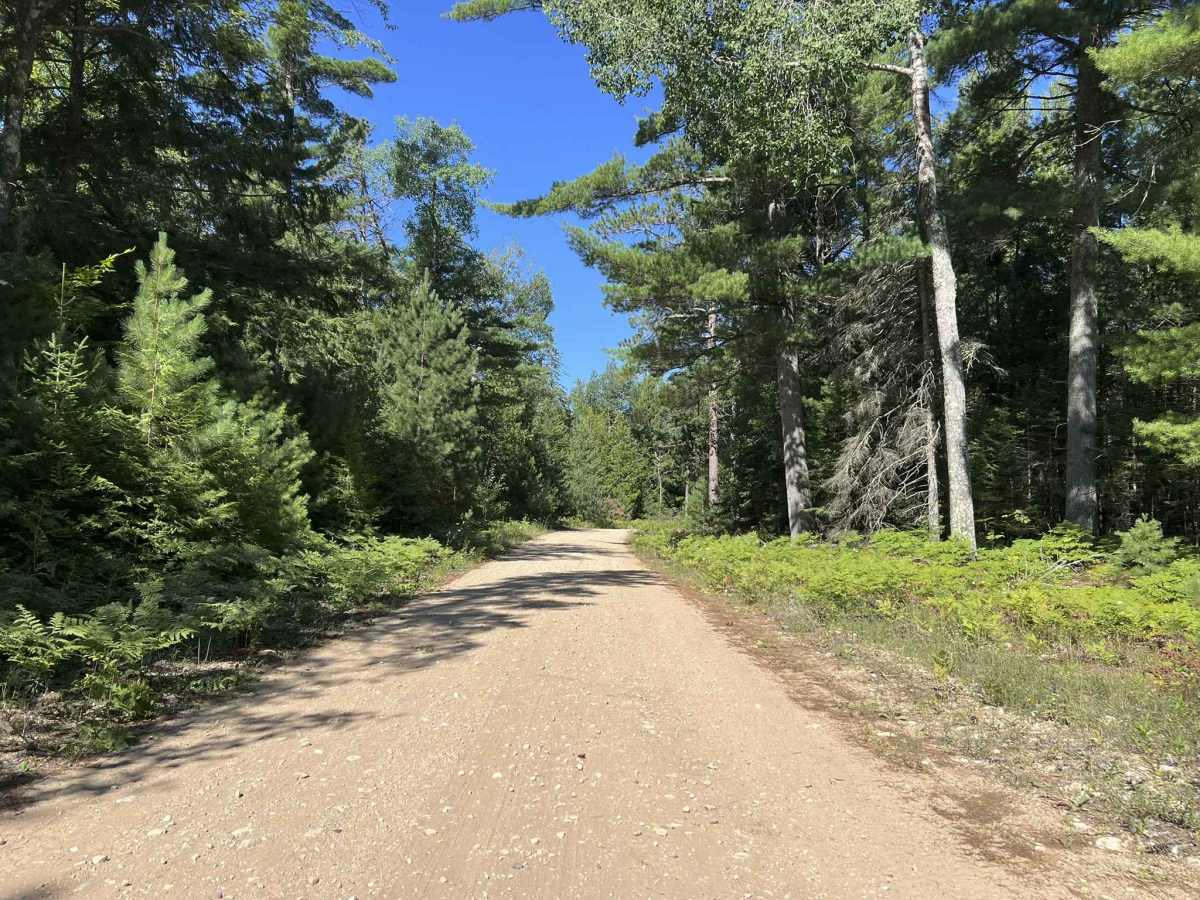 Fir - Forest Road 14570 photo 4