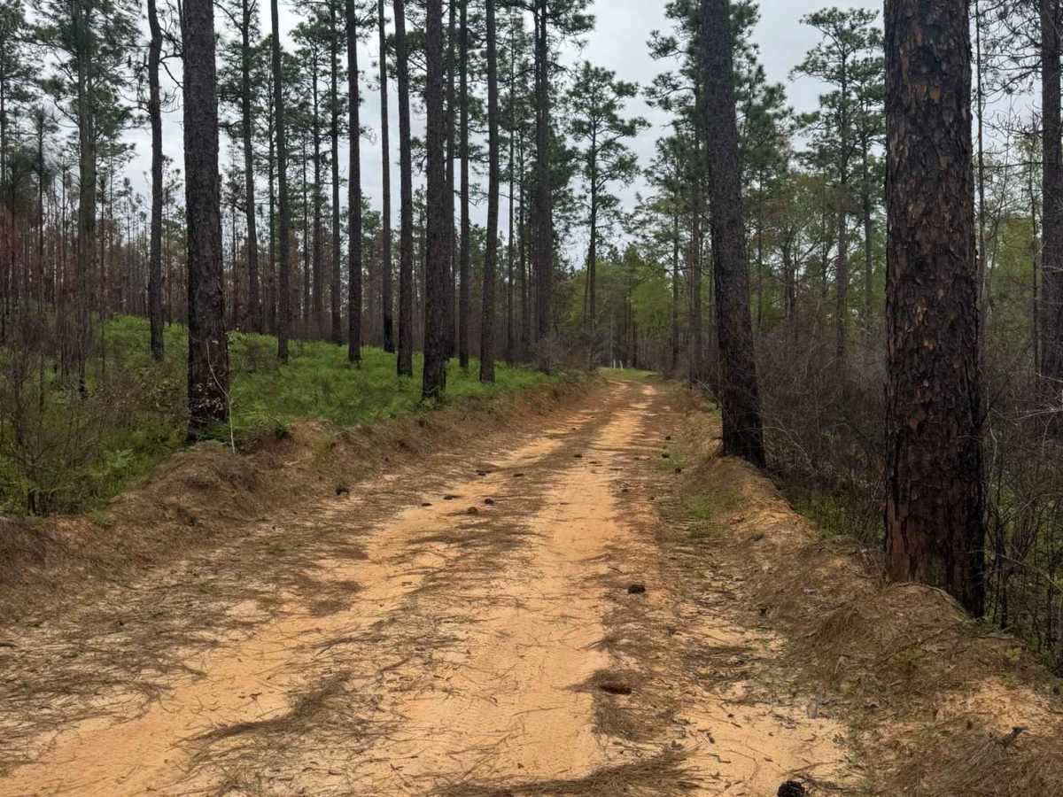 Longleaf Pine Run photo 3