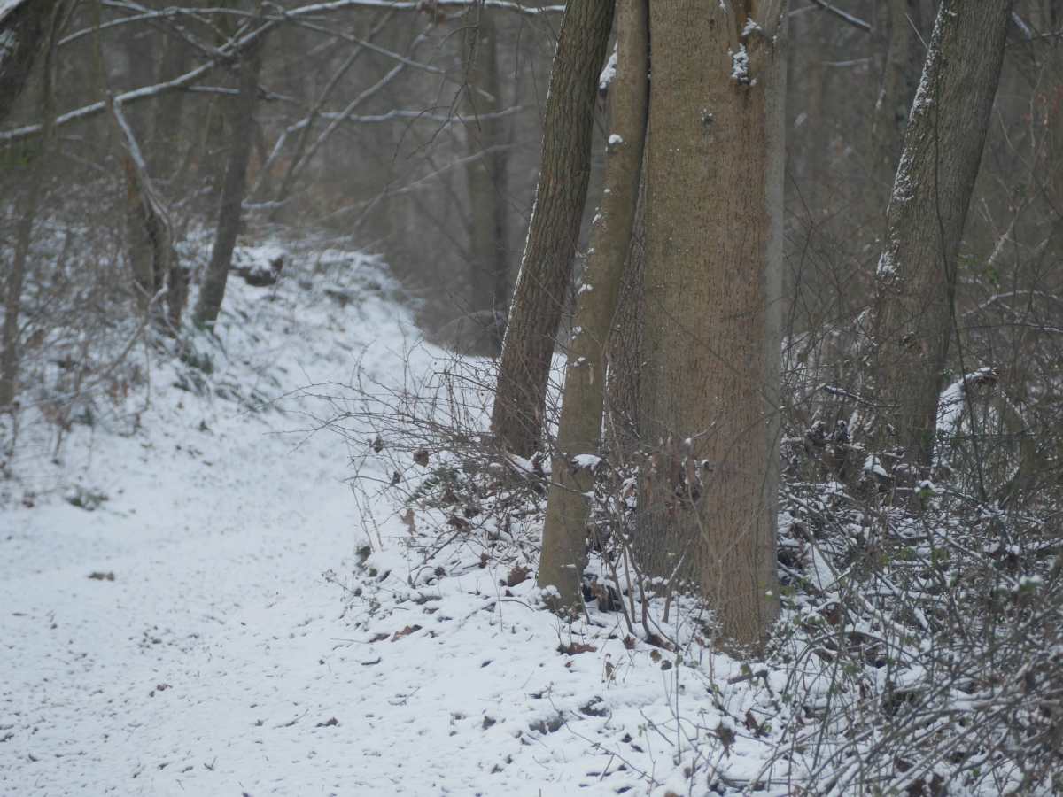 Trail 21 photo 4