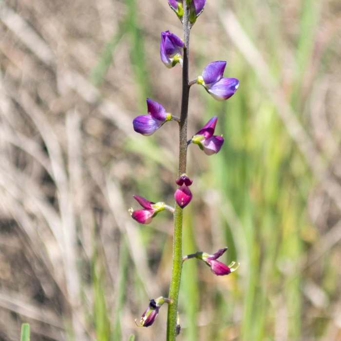 Near Horse Thief Loop + Historic Flume Trail