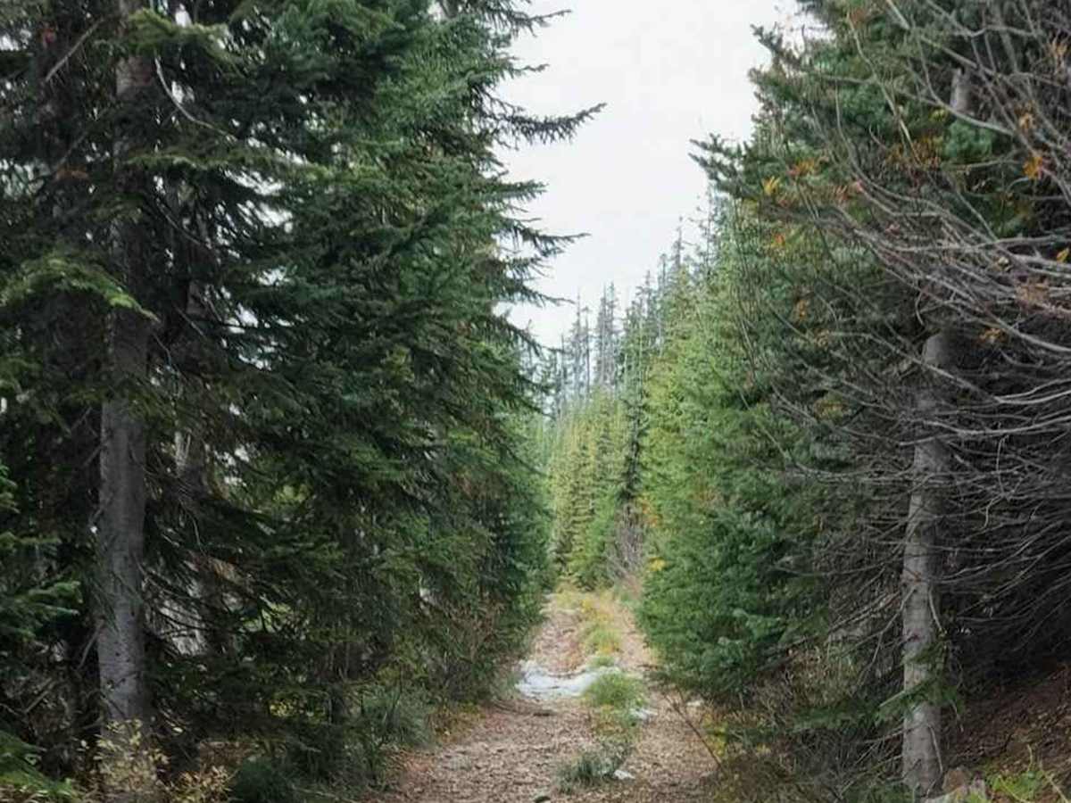 Upper Snow Creek - FS 5078 photo 5