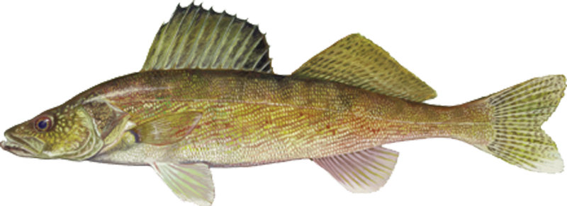 Walleye