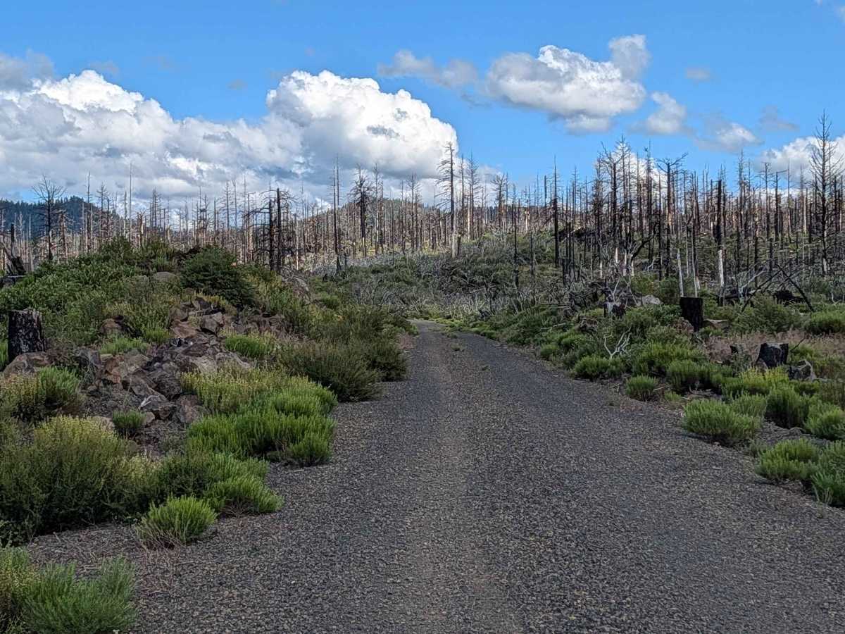 Tennant Lava Bed Road - FS 44N28 photo 3
