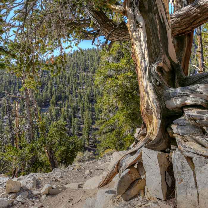 Near Methuselah Loop Trail
