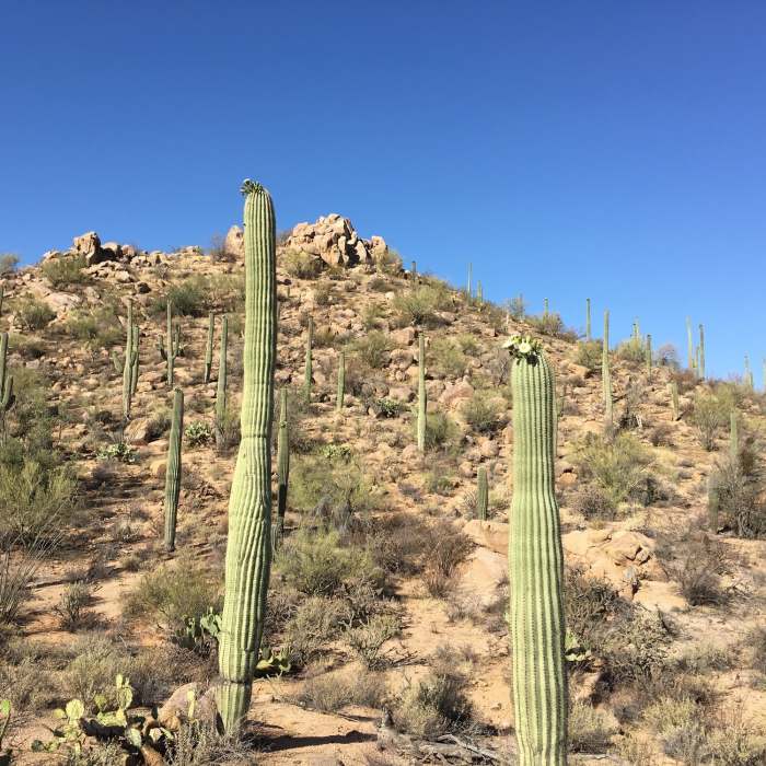 Near Wild Dog Trail