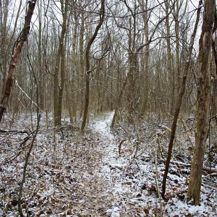 Light snow on the trail at the Zona Wildlife Sanctuary. Near Paul C. Zona Sr. Wildlife Sanctuary