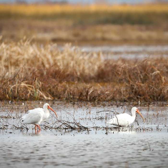 Near Cameron Prairie Pintail Nature Drive + Boardwalk Trail Near Cameron Prairie Pintail Nature Drive + Boardwalk Trail