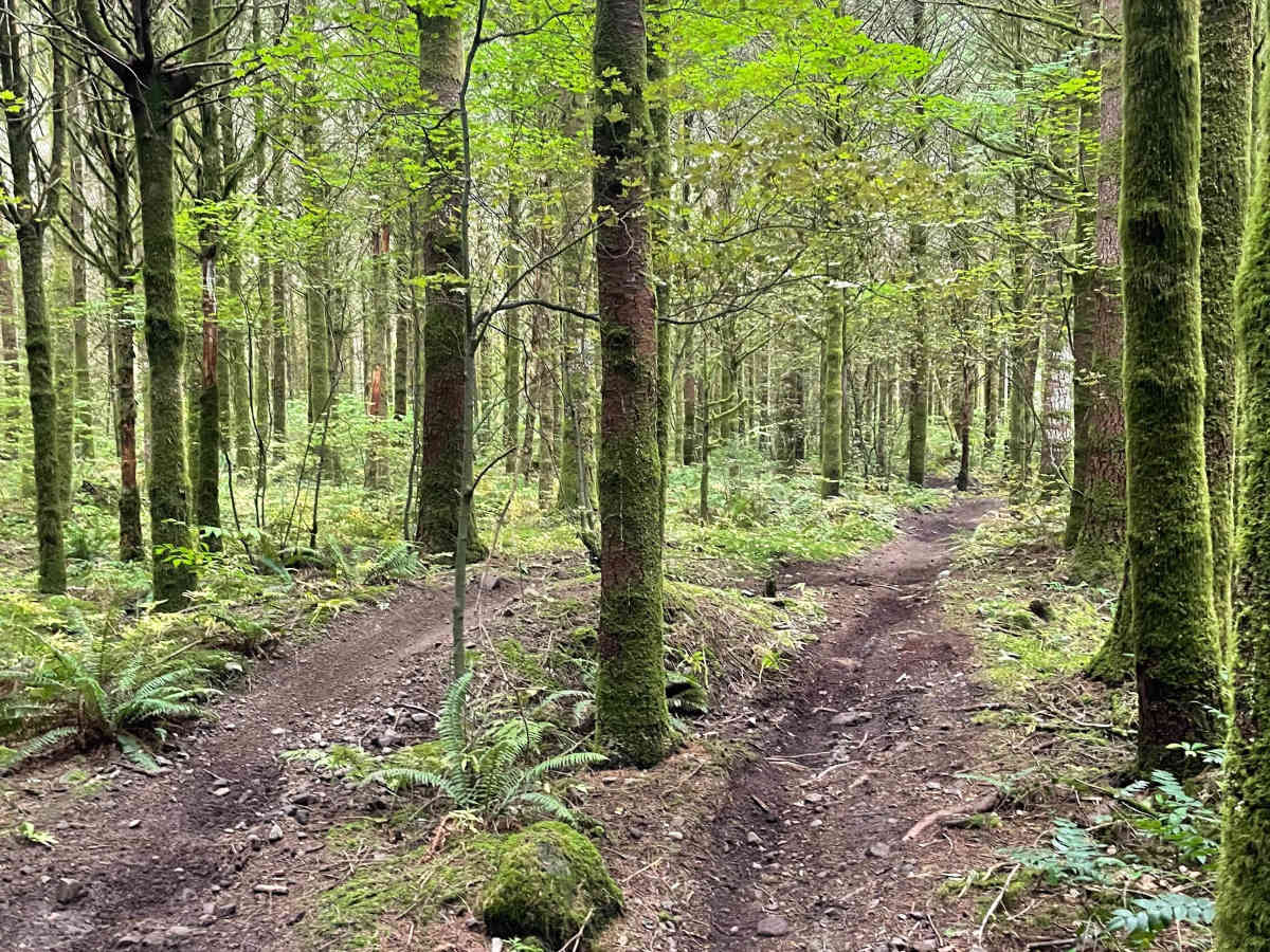 Even Flow trail photo