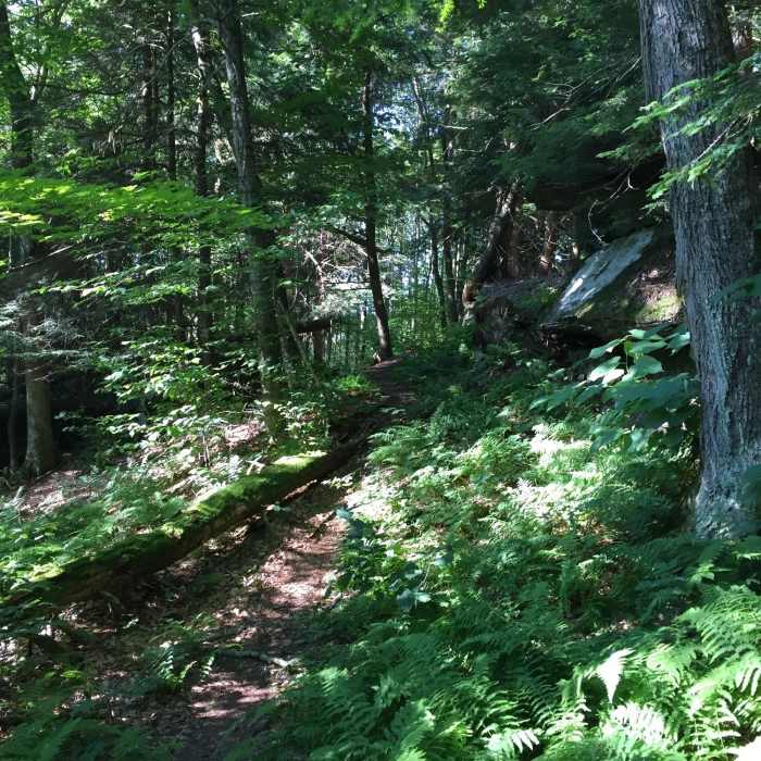 Near Andes Rail Trail & Bullet Hole Spur