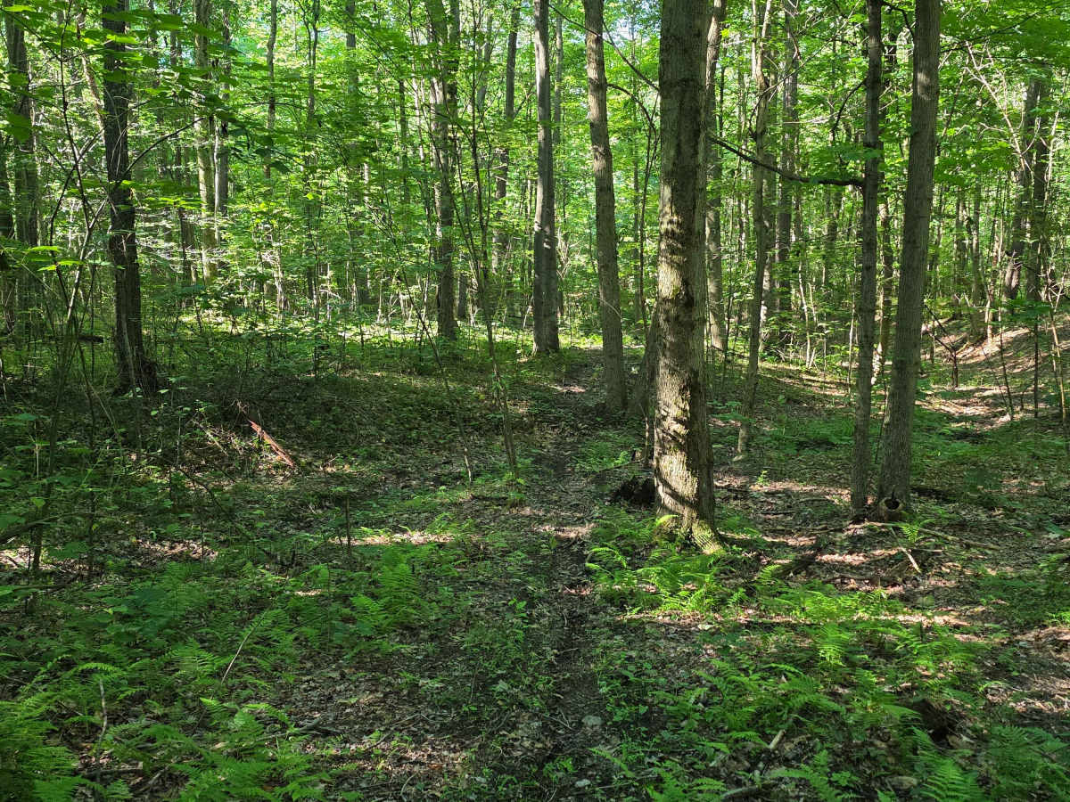 Single Track C7 photo 4