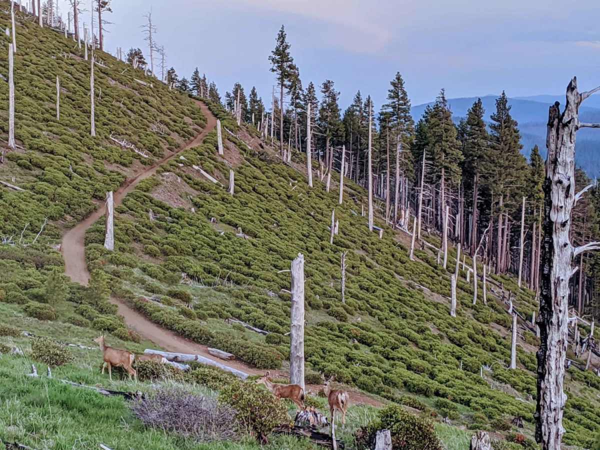 Cache Mountain - NF 2067900 photo 4