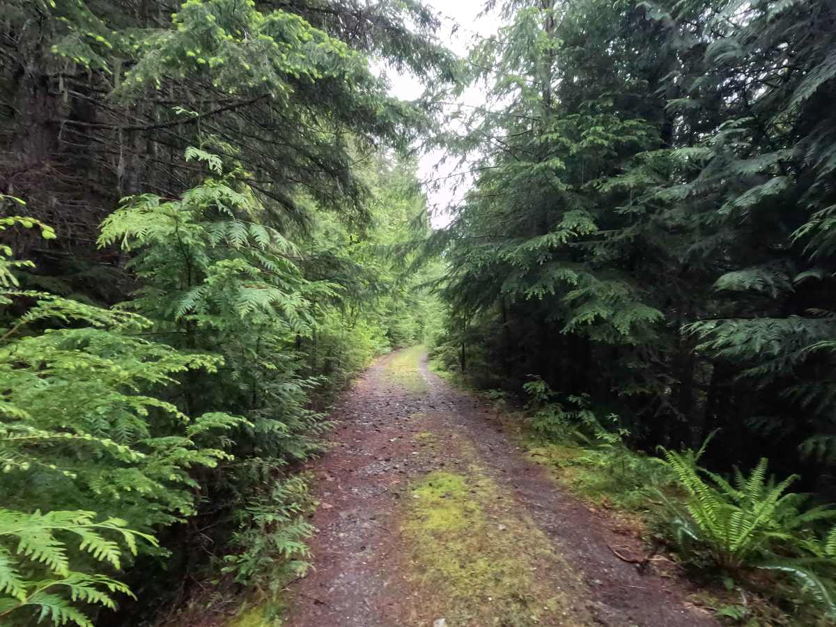 Upper Illabot Road - FS 16 photo 3