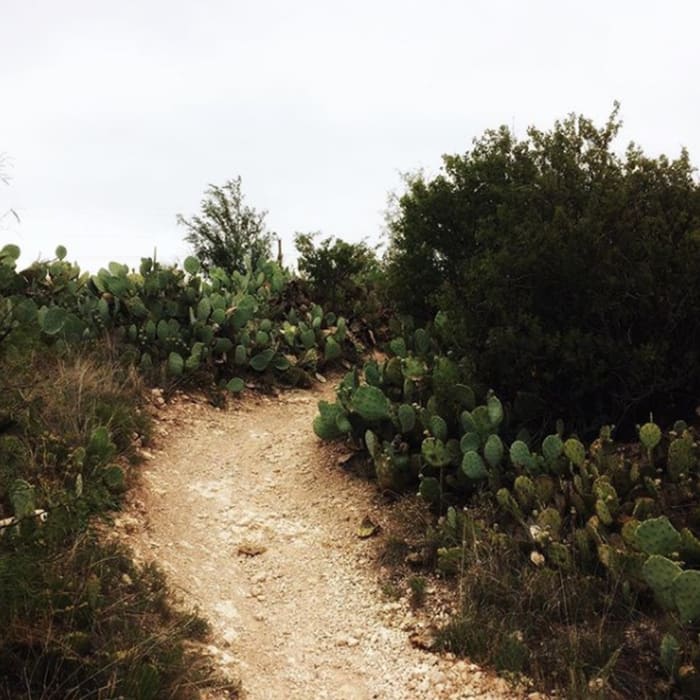 Prickly pear along the trail. Near Mae Simmons Outer Loop Trail