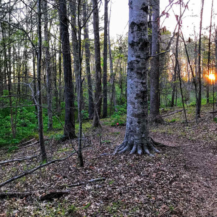 Orange sunset poking through the sparse spring forest Near Johnston Mill Loop